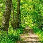 PathInTheForest
